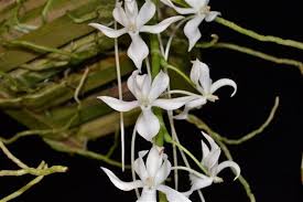Image result for Aerangis stelligera