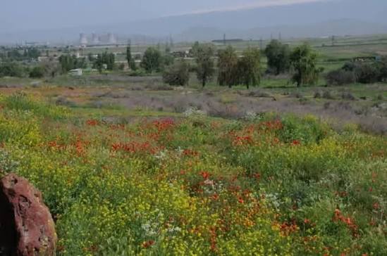 🔸️ #Şirazlı — #Vedibasar mahalının #Vedi rayonunda kənd. Şirazlı - İrəvan quberniyasının İrəvan qəzasında, indiki Vedi (Ararat) rayonunda kənd. Rayon mərkəzindən 5 km cənub-şərqdə, Vedi çayından axan arxın yanında yerləşir. «İrəvan əyalətinin