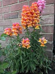 Animal pests, however, are another story. My Dads Snap Dragons That Come Back Every Year In Michigan Flowers