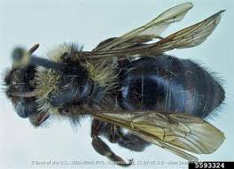 Image result for Maerua andradae