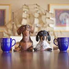 Instagram Photo By Harlow Sage Indiana Reese Apr 30 2016 At 3 54pm Utc Dachshund Love Weenie Dogs Dachshund Dog