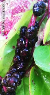 Image result for Basella