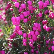 Check out our wedding pink flower selection for the very best in unique or custom, handmade pieces from our shops. Pink Flowers Wholesale Bulk Flowers Blooms By The Box