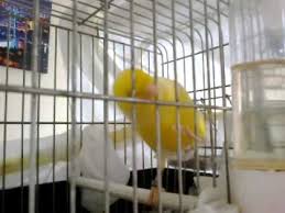 pin on neightingale yellow champion canarie