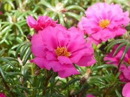 Maybe you would like to learn more about one of these? Portulaca Grandiflora Viridea