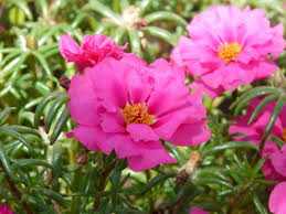 Pianta annuale dai fiori doppi e colorati. Portulaca Grandiflora Viridea