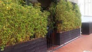 We did not find results for: Grow Bamboo For Small Gardens Pots Hedges And Just Because It Looks So Good Stuff Co Nz