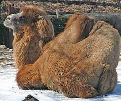 Camels » referred to in illustrations by christ. Bible Background John S Coat Was Not Scratchy And Other Insights Rotation Org