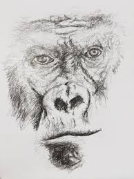 Gorilla Sketch Face Portrait Pencil Portrait Drawing Gorillas Art Pencil Drawings