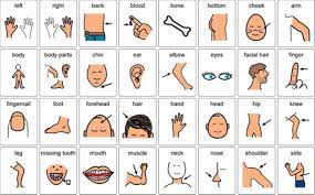 Learn vocabulary, terms and more with flashcards, games and other study tools. English Vocabulary Parts Of Your Body Eslbuzz Learning English