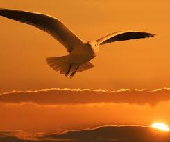 De lichaamslengte varieert van 11 tot 22 cm. Van Stresskip Naar Vrije Vogel Jezelf Voor Elkaar