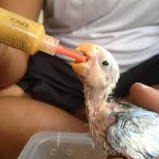 Hasil anakan lovebird pasjo x biru mangsi. Perawatan Lovebird Anakan Agar Cepat Ngekek Siap Lomba Binatang Peliharaan