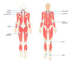 Check spelling or type a new query. Myofascial Pain Treatment Symptoms Causes And More