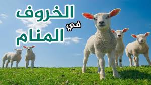 تفسير حلم رؤية الخروف في المنام معلومة ثقافية