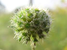 Knautia Arvensis Wikipedia Flowers Plants Dandelion