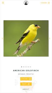 Why Do Birds Fly South For The Winter Biology Nwf Guide To Birds In 2020 Backyard Birds Colorful Birds Birds