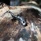 Salamander Meander — Reflection Riding  event image