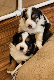 Bitte kaufen sie keine welpen der rasse australian shepherd oder andere rassehunde per vorkasse über western union. Australian Shepherd Puppies Australian Shepherd Puppies Shepherd Puppies Puppies