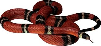 Snake Png Image Picture Download Free Image With Transparent Background In 2020 Snake Free Snake Images Snake