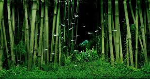 Help Shrimp Tank With High Nitrate Level Aquascape Design Aquascape Aquarium Landscape