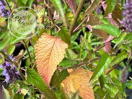 Image result for Nolletia arenosa