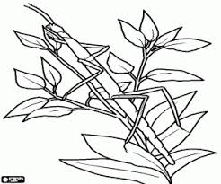 Ant, bee, bug, spider, … insect coloring pages are great choice for kids, especially. Insects Coloring Pages Printable Games
