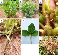 Image result for Dolichos pseudocajanus