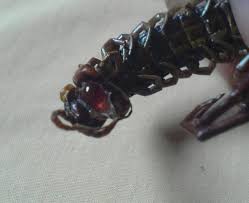 Learn how to say lipan in english. Between Science And Religion The Pearl Of Centipede Geliga Lipan