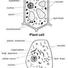 Plant cell diagram in biology. Illustration Of An Animal And A Plant Cell From A Biology Textbook Download Scientific Diagram
