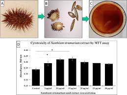 Image result for Xanthium