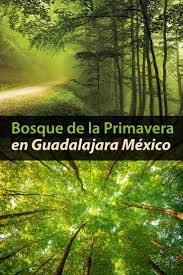Sigue las noticias, fotos y vídeos de la estación de la primavera que comienza el 20 de marzo y acaba el 20 de junio. Bosque De La Primavera Guadalajara Mexico Todo Lo Que Debes Saber Tips Para Tu Viaje