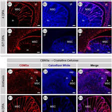 Maybe you would like to learn more about one of these? Pdf The Novel Features Of Plantago Ovata Seed Mucilage Accumulation Storage And Release