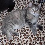 Available American Bobtail Kittens For Sale & Cats For ...