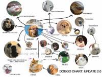 New Doggo Chart Memes Corgo Memes Shoob Memes Shoober Memes