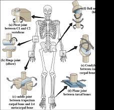 What Are The Different Types Of Joints Give One Example Of Each Type