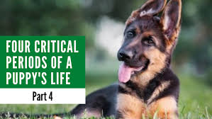 Overlapping with the socialization period, the two fear periods in puppies are also crucial times in your little one's development. Four Critical Periods Of A Puppy S Life Part 4 Alaska Dog Works