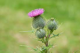 Maybe you would like to learn more about one of these? Bull Thistle Removal How To Get Rid Of Bull Thistle Weeds