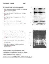 Create a dna fingerprint from dna fingerprinting worksheet , source: Dna Profiles Fingerprinting Worksheet