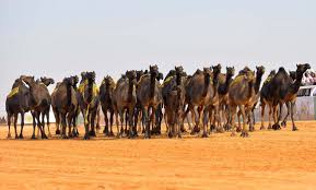 Around 12,000 camels from throughout saudi dubai: Mers Fears Send Camel Prices Crashing Arab News