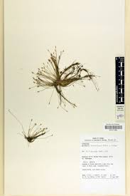 Image result for Eleocharis retroflexa