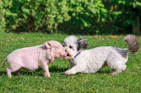 Последние твиты от tloves2eat (@tcup1973). Minischwein Teacup Schwein Charakter Haltung Pflege Zooplus
