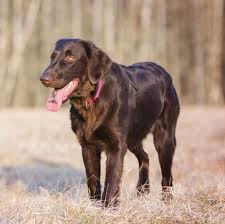 We sell our lovely puppy has we move to a flat which doesn't accept dog. Flat Coated Retriever Puppies For Sale Adoptapet Com