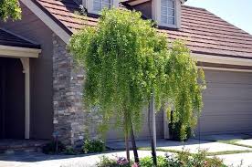 Image result for Maytenus chasei