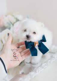 I believe you will find the quality of our puppies unmatched!! Designer Puppies By Teacups Teacup Puppies Boutique