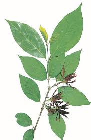 Image result for Caucanthus auriculatus