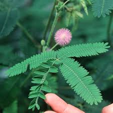 Image result for Mimosa pudica