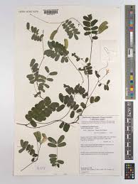 Image result for Abrus melanospermus