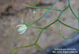 Image result for Schizocarphus nervosus