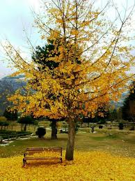 Autumn In Kashmir India