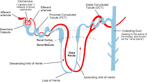 Structure Of A Kidney Nephron Basic Diagram Of A Kidney Nephron Loop Of Henle Biology Igcse Biology